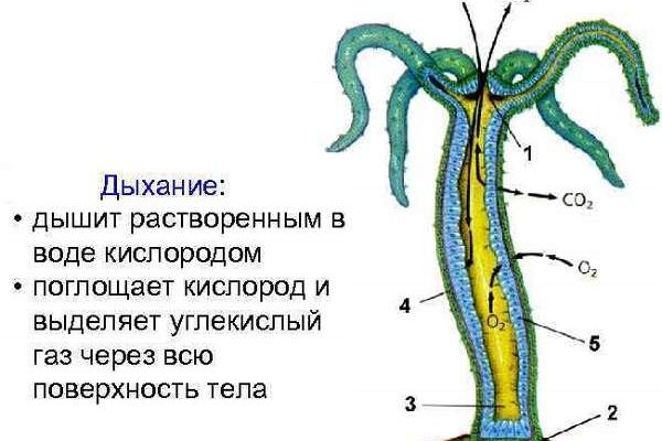 Кракен маркет только через тор скачать